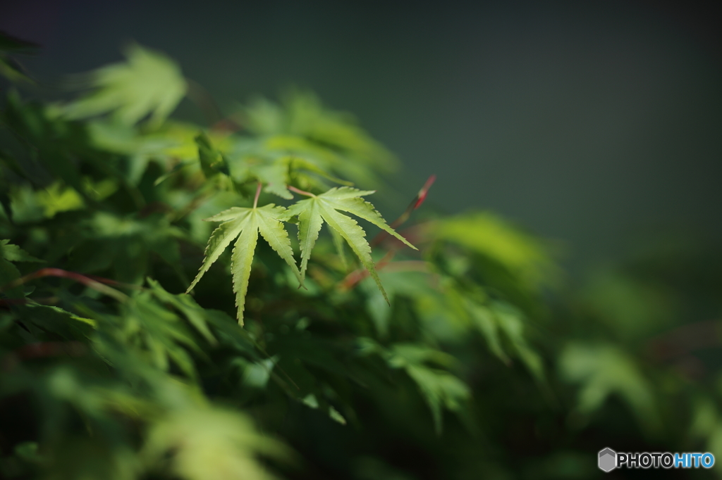 新緑