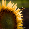 蜜運ぶ夏のハチ
