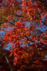京都紅葉めぐり（4/50）