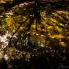 池の中の秋