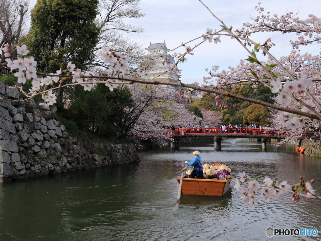 姫路城の桜（2/7）