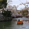 姫路城の桜（2/7）