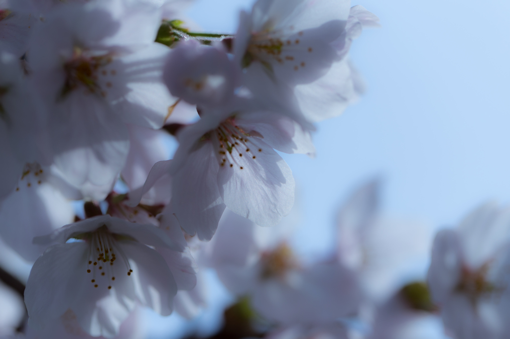 桜の花びら