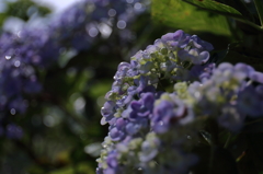 煌めく紫陽花
