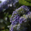 煌めく紫陽花