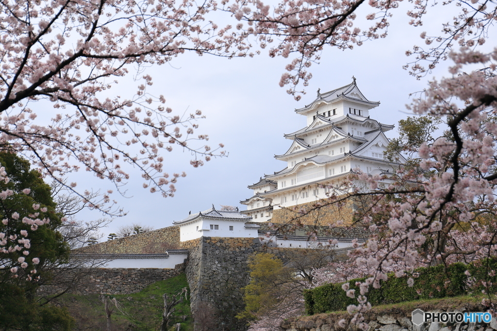 姫路城の桜（5/7）
