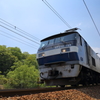 新緑と桃太郎