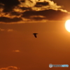 夕暮れカモメ