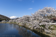 近場の桜並木