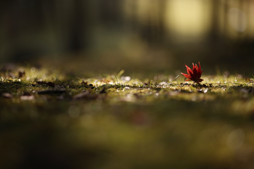 EF135mm F2L USM描写テスト（１／６）
