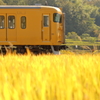 黄金の稲穂と山陽本線の列車 (2/4)