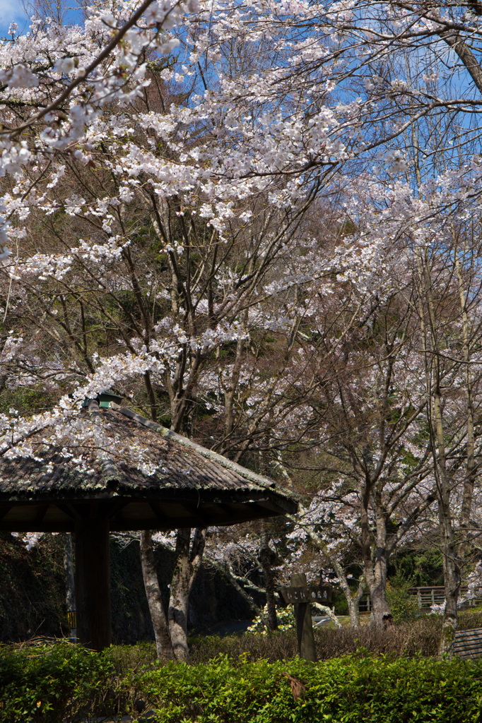 休憩所の桜