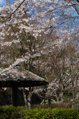 休憩所の桜