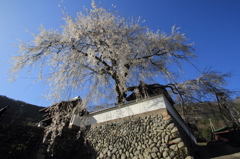 光福寺の枝垂れ桜