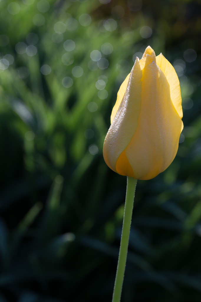 上品なチューリップ