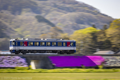 芝桜色の列車