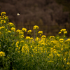 菜の花と蝶