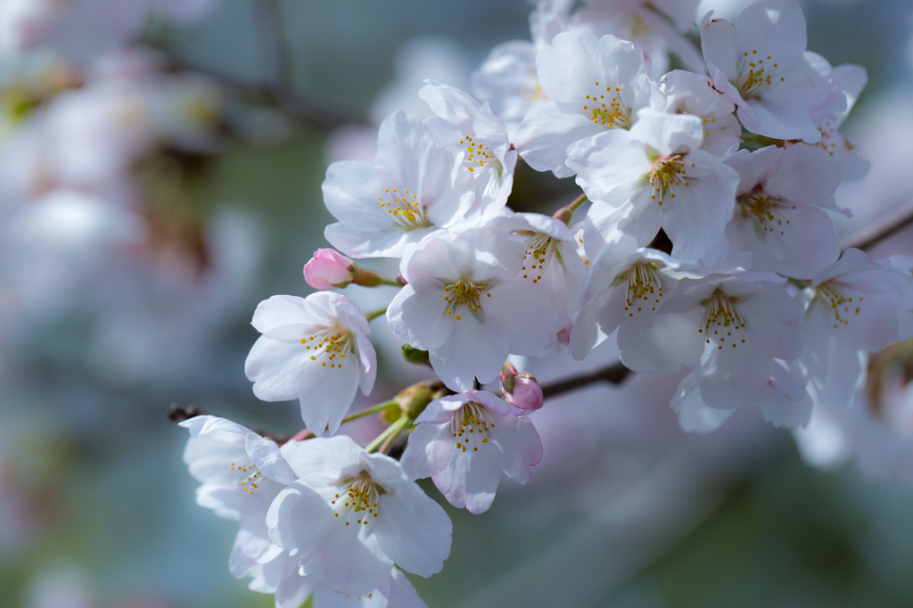 咲き誇る桜