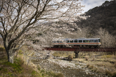 桜橋を渡る列車