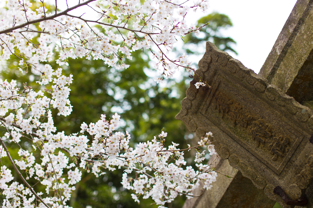 鳥居と桜
