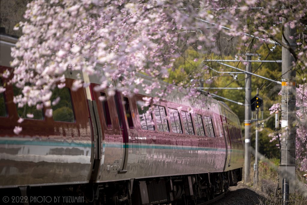 車窓の中の桜