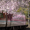 車窓の中の桜