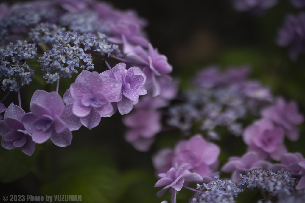 庭の花々（３／６）
