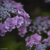 庭の花々（３／６）