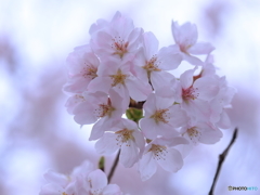 神社の桜（1/6）