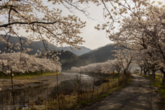 桜と姫新線