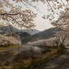 桜と姫新線