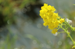 御津西部菜の花畑(3/3)