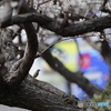 '17 綾部山梅林公園（6/11）