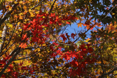 赤い紅葉