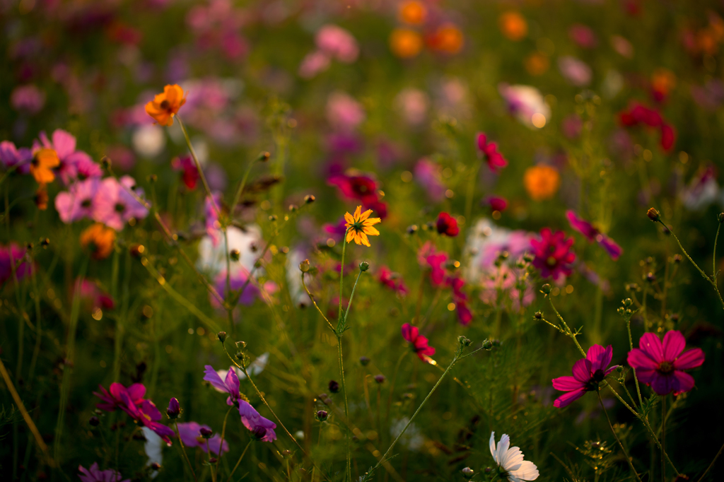 朝陽に映える馬場の秋桜畑（２）