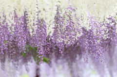 白と紫の藤