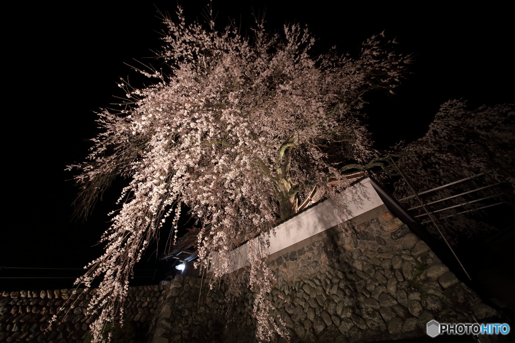 '16 光福寺の枝垂れ桜