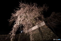 '16 光福寺の枝垂れ桜