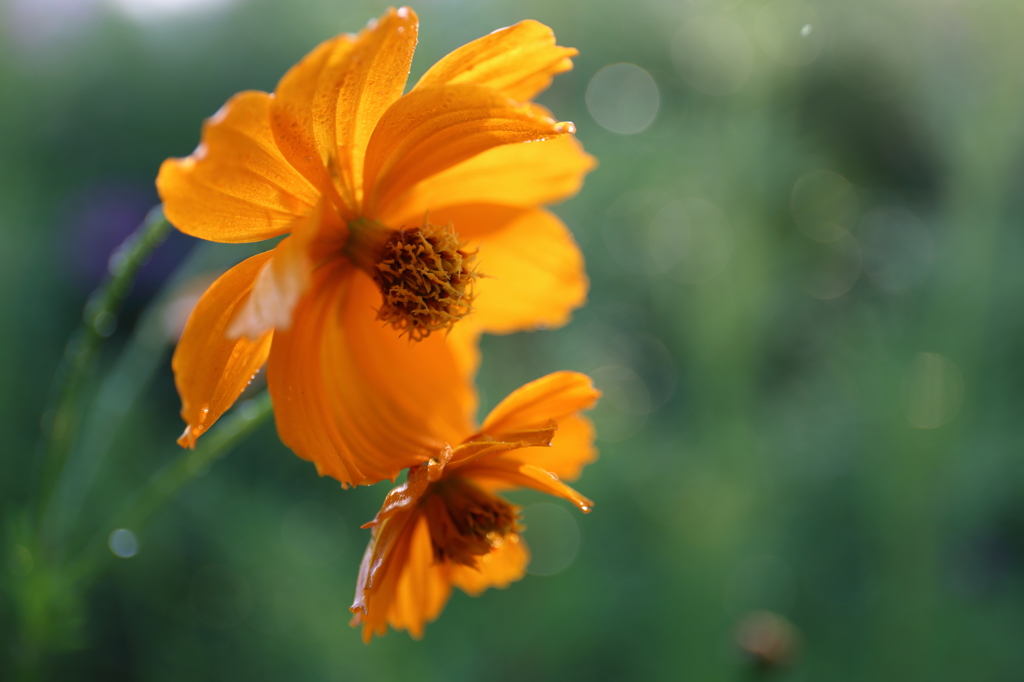 Morning dew