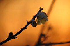 冬の花