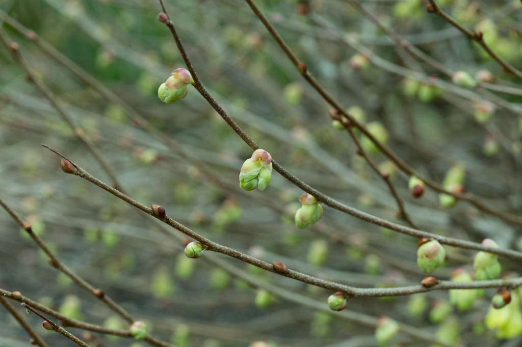 畑の花々（３）
