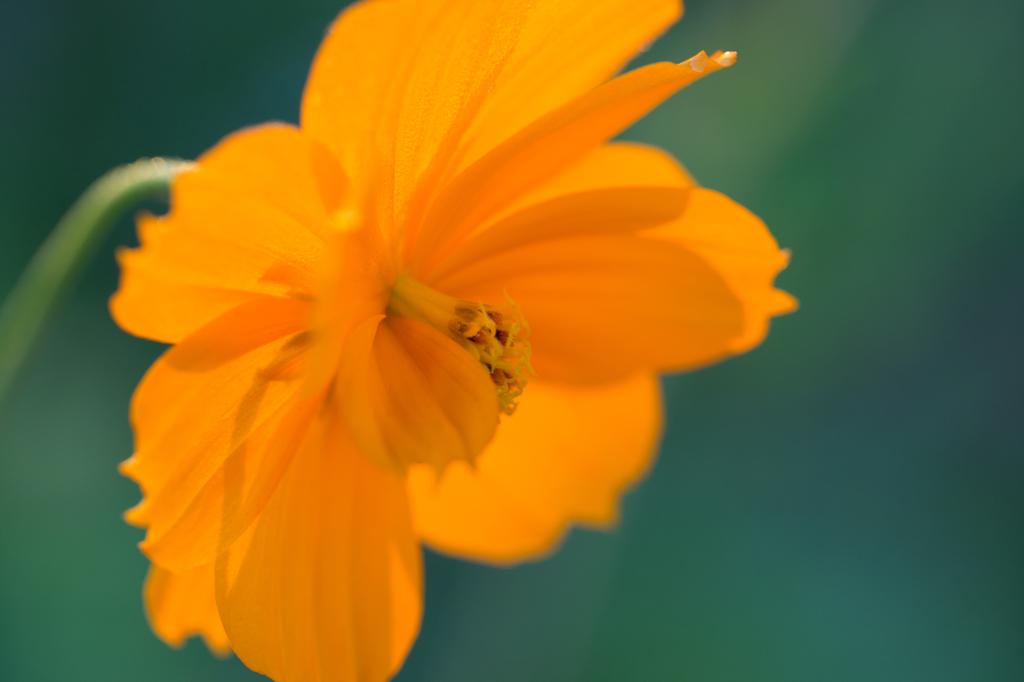 キバナコスモス