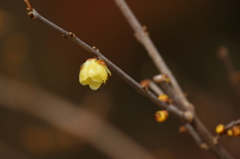 蝋梅の咲く頃（１）
