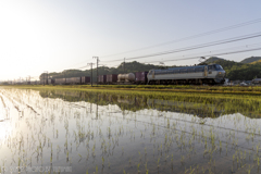 水鏡鮫