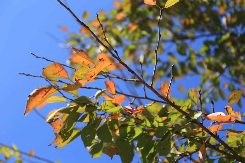 Gradation