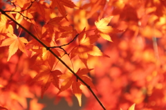 灼熱の紅