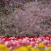 桜舞い散るチューリップ畑（3/6）