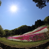芝桜の小道（３／８）
