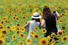 ニッコリ向日葵（7月）