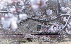 桜鉄橋